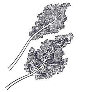 Kale