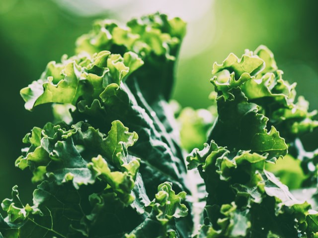 Kale leaves, closeup by Erda Estremera on Unsplash.