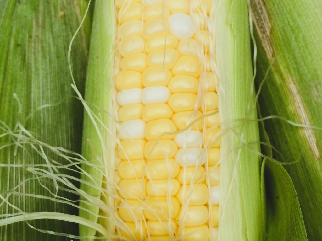 Closeup of corn on the cob.