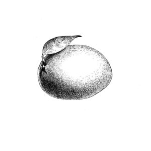 mango sketch