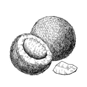 sketch of coconut