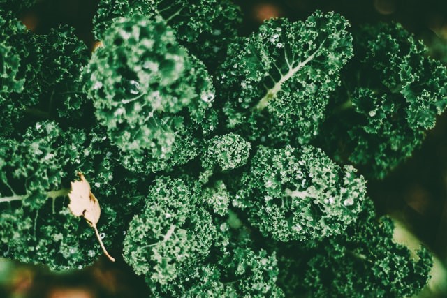 Bunch of curly kale.